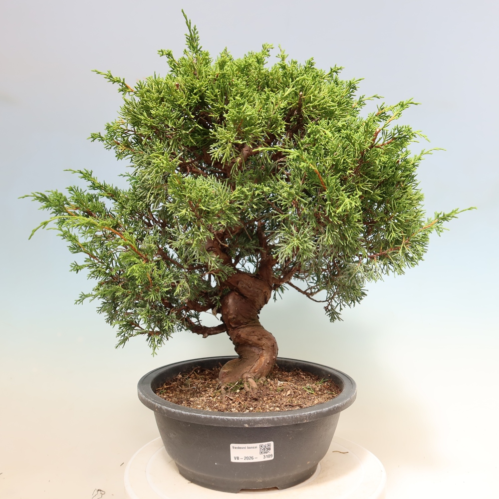 Bonsaï d'extérieur - Juniperus chinensis Itoigawa-Juniperus chinensis