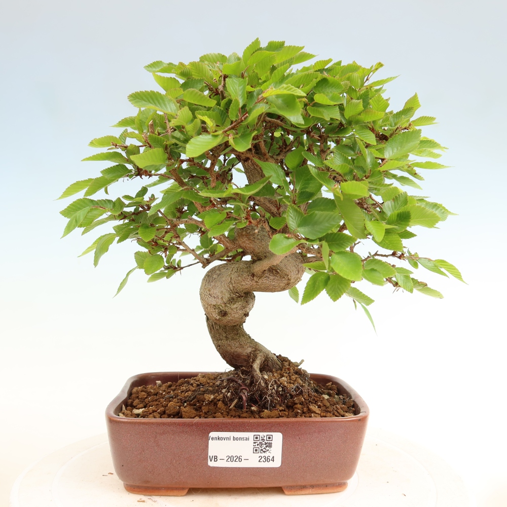 Bonsaï d'extérieur -Carpinus Coreana - Charme de Corée
