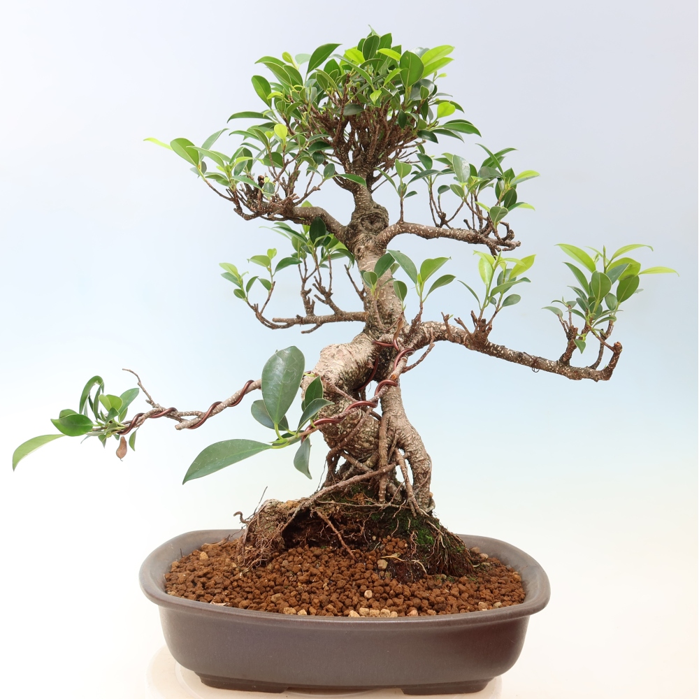 Salle bonsaï - Ficus kimmen - ficus à petites feuilles