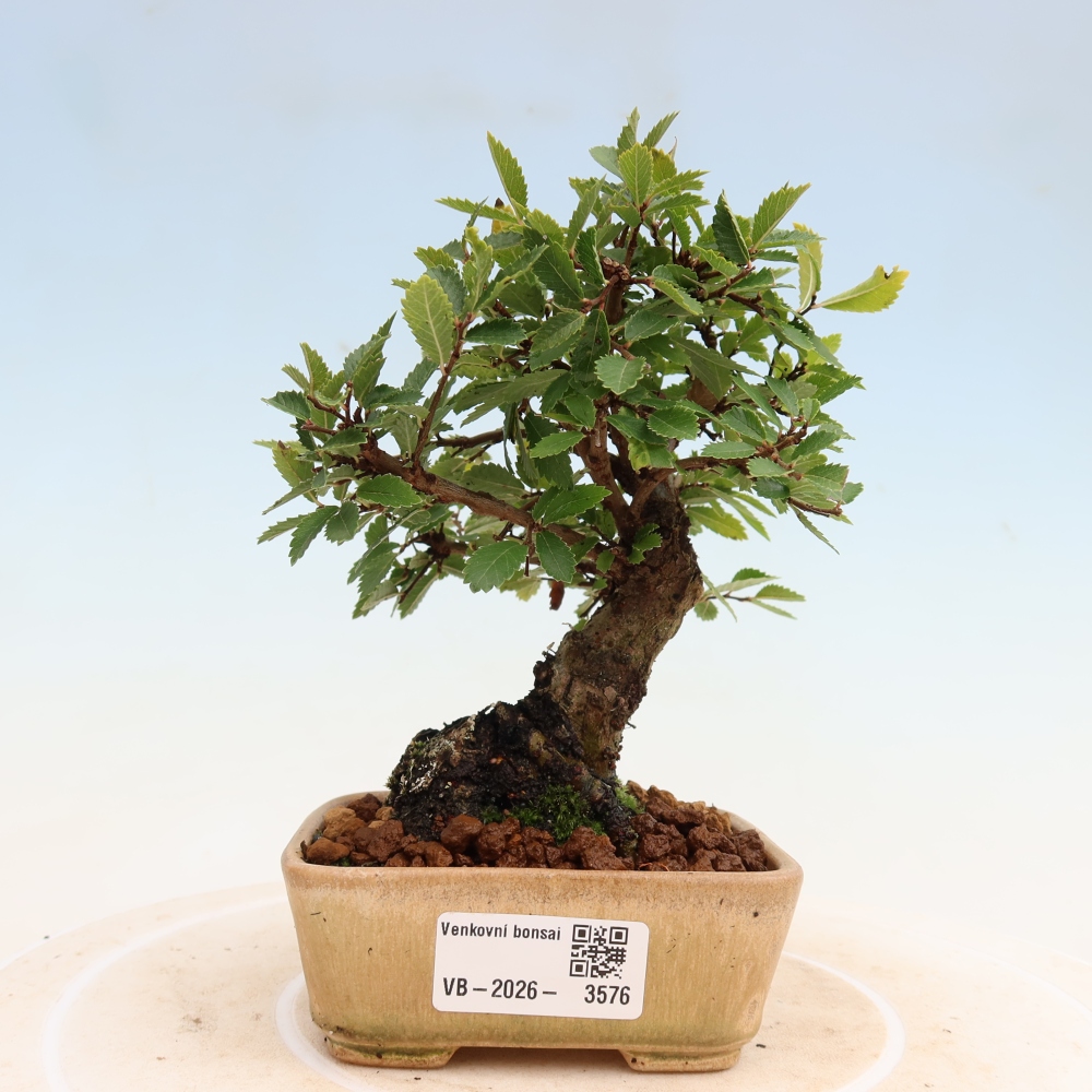 Bonsaï d'extérieur - Zelkova - Zelkova NIRE