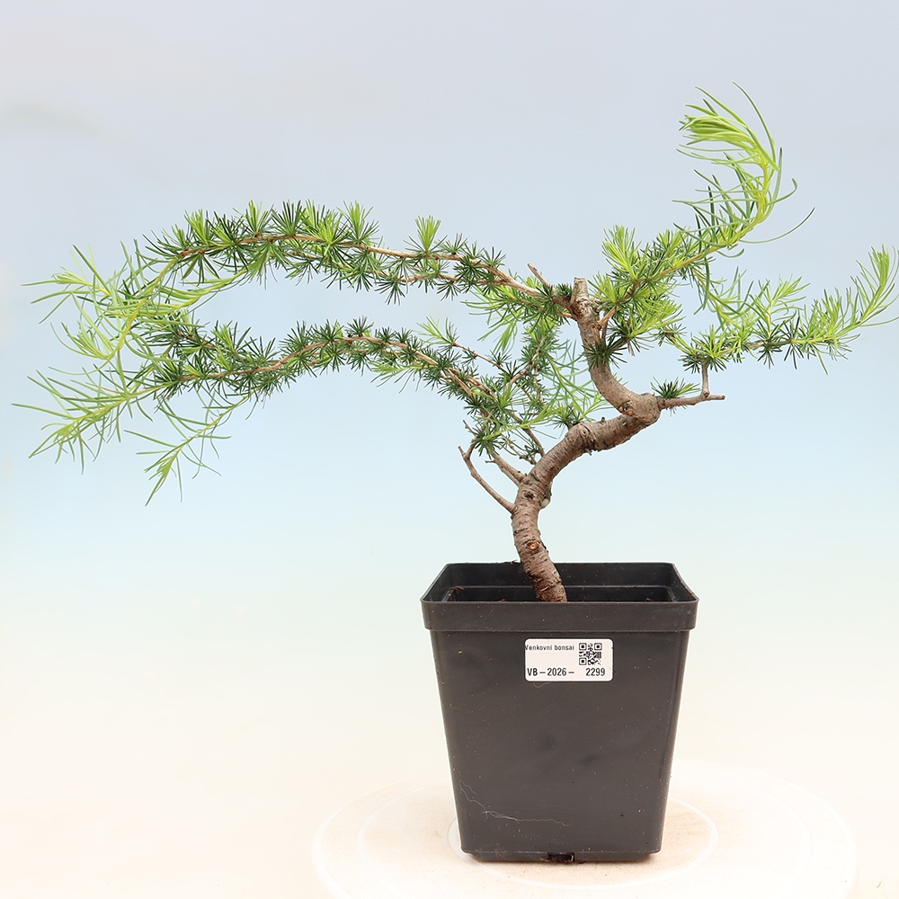 Bonsaï d'extérieur -Larix decidua - Mélèze