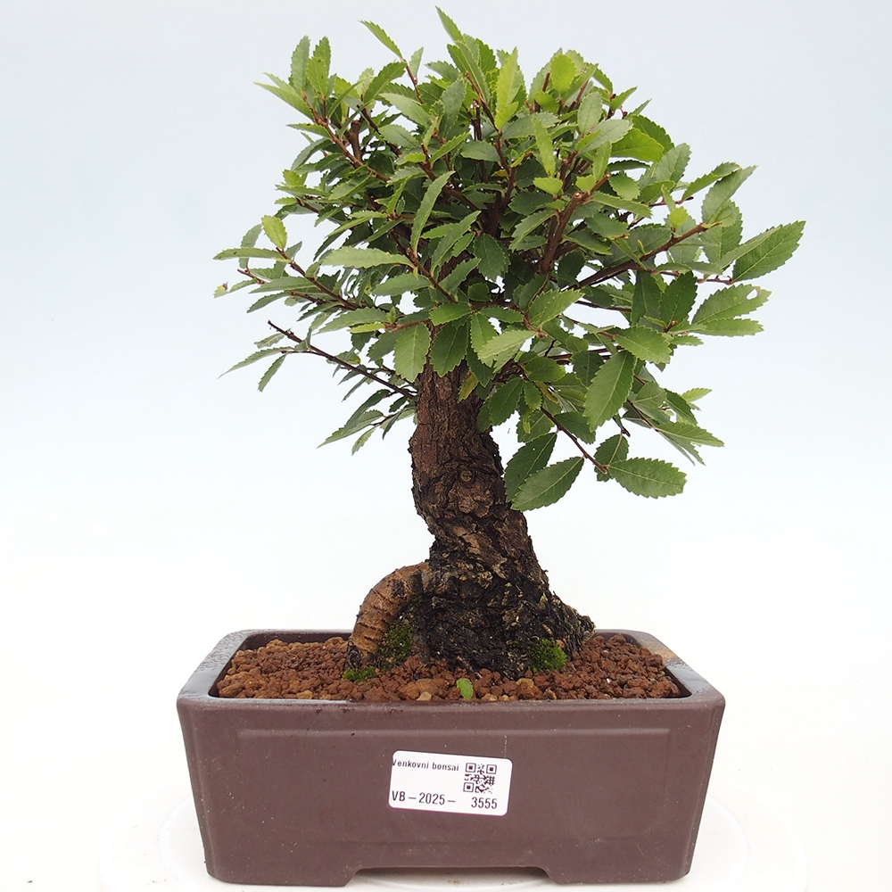 Bonsaï d'extérieur - Zelkova - Zelkova NIRE