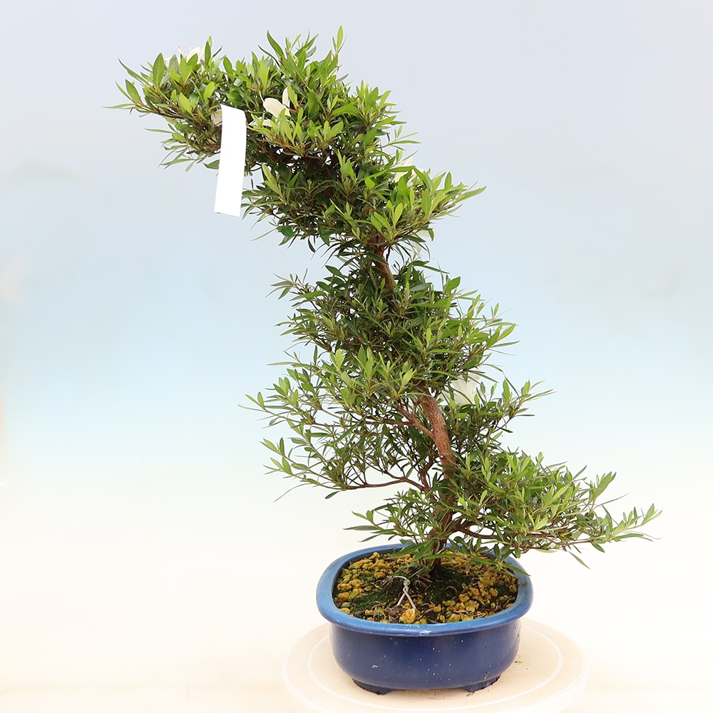 Bonsaï d'extérieur - Azalée japonaise - Azalea Hakurin
