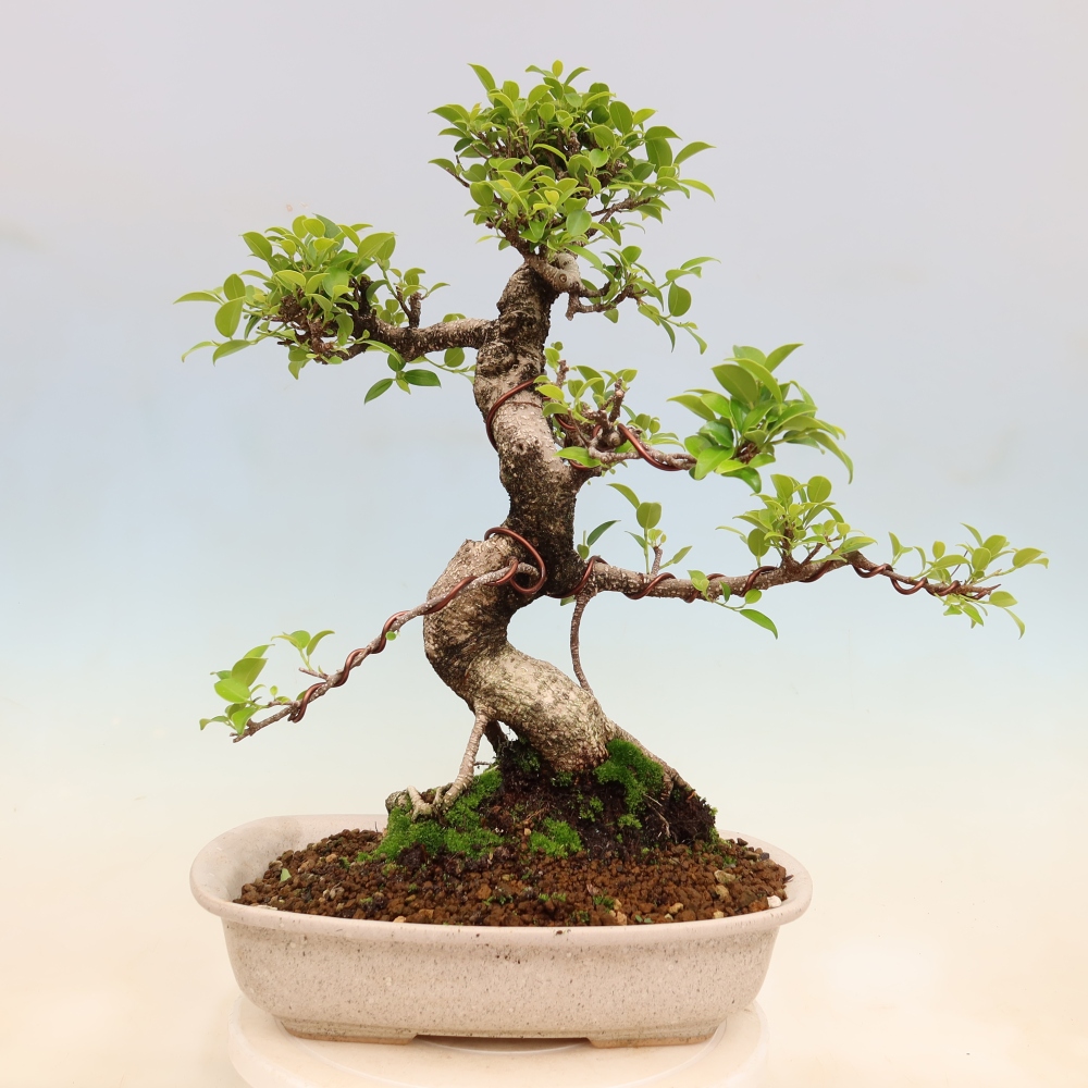 Salle bonsaï - Ficus kimmen - ficus à petites feuilles