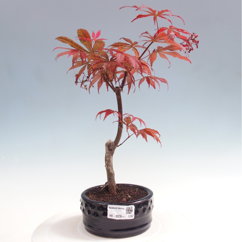 Bonsaï d'extérieur - Acer palm. Atropurpureum-Javor palmate