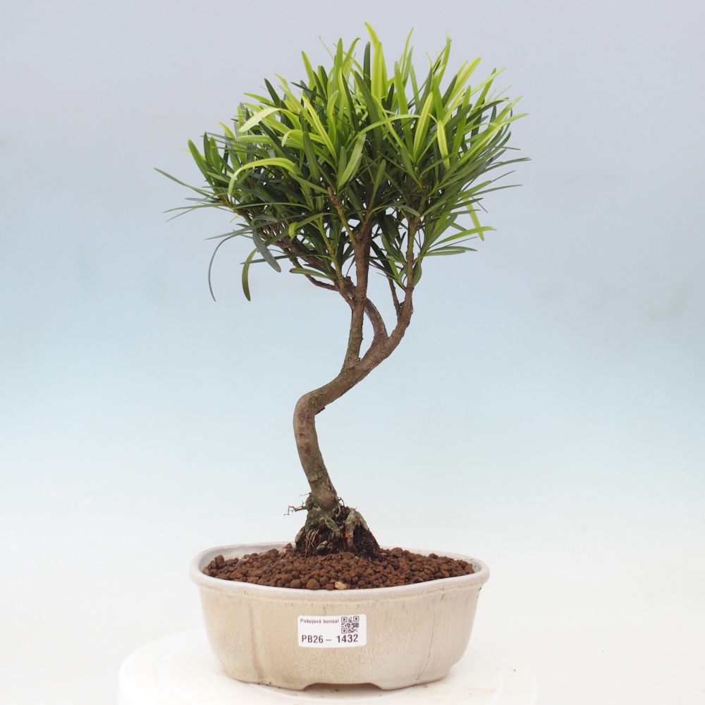 Salle bonsaï - Podocarpus - If en pierre
