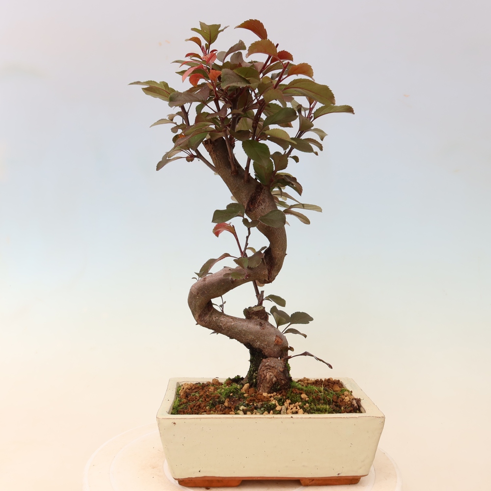 Bonsaï d'extérieur -Malus domestica - Pommier à petits fruits et à feuilles rouges