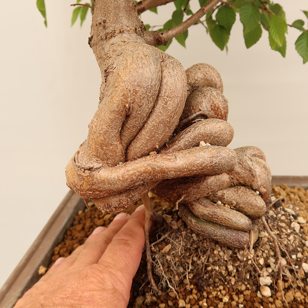 Bonsaï d'extérieur -Carpinus Coreana - Charme de Corée