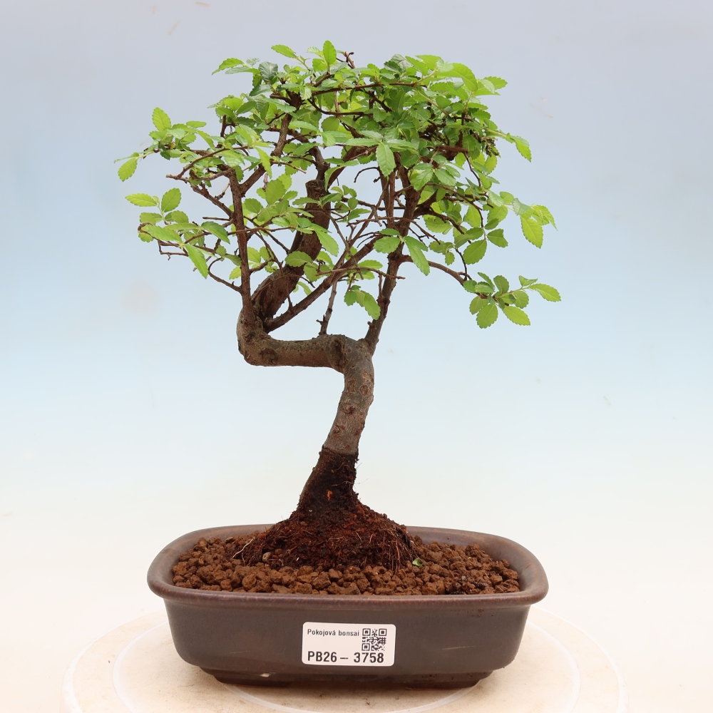 Bonsaï de chambre - Ulmus parvifolia - Orme à petites feuilles
