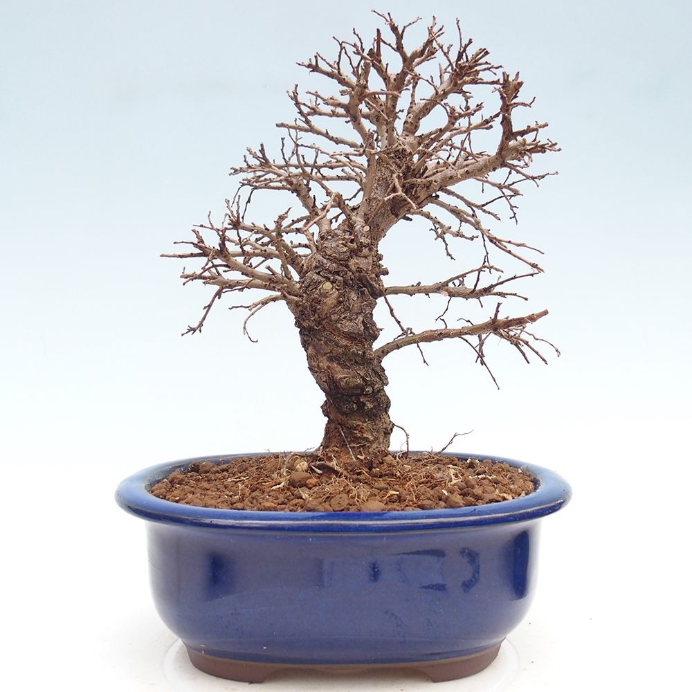 Bonsaï d'extérieur - Zelkova - Zelkova NIRE