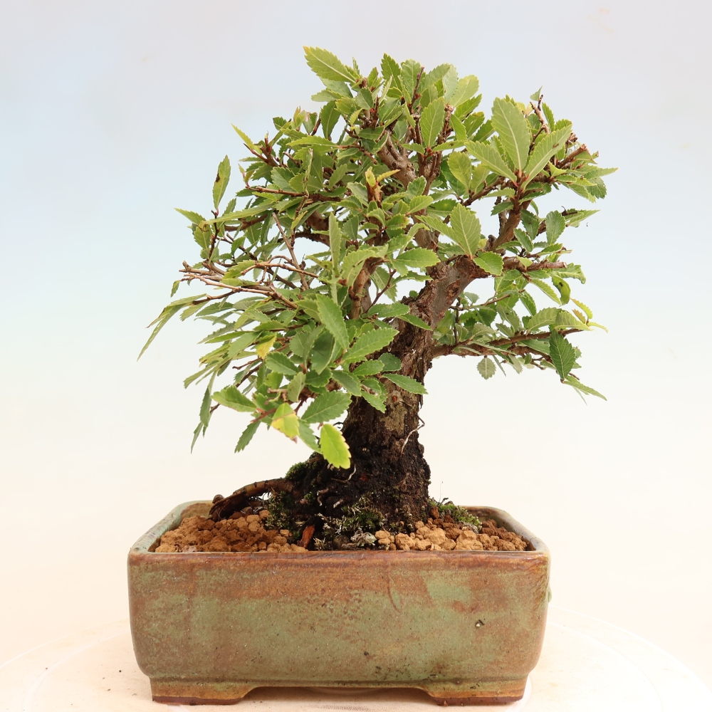 Bonsaï d'extérieur - Zelkova - Zelkova NIRE