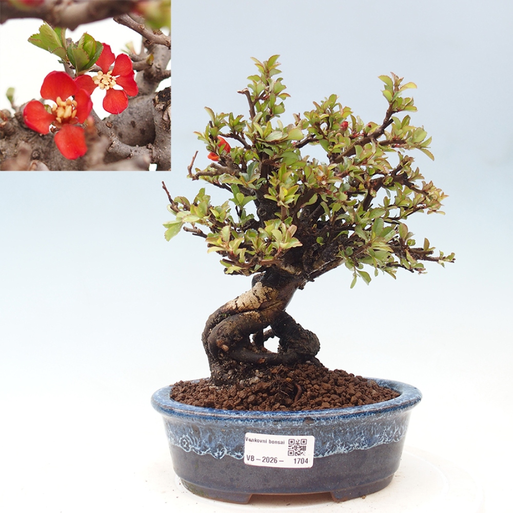 Bonsaï d'extérieur - Chaneomeles speciosa - Coing