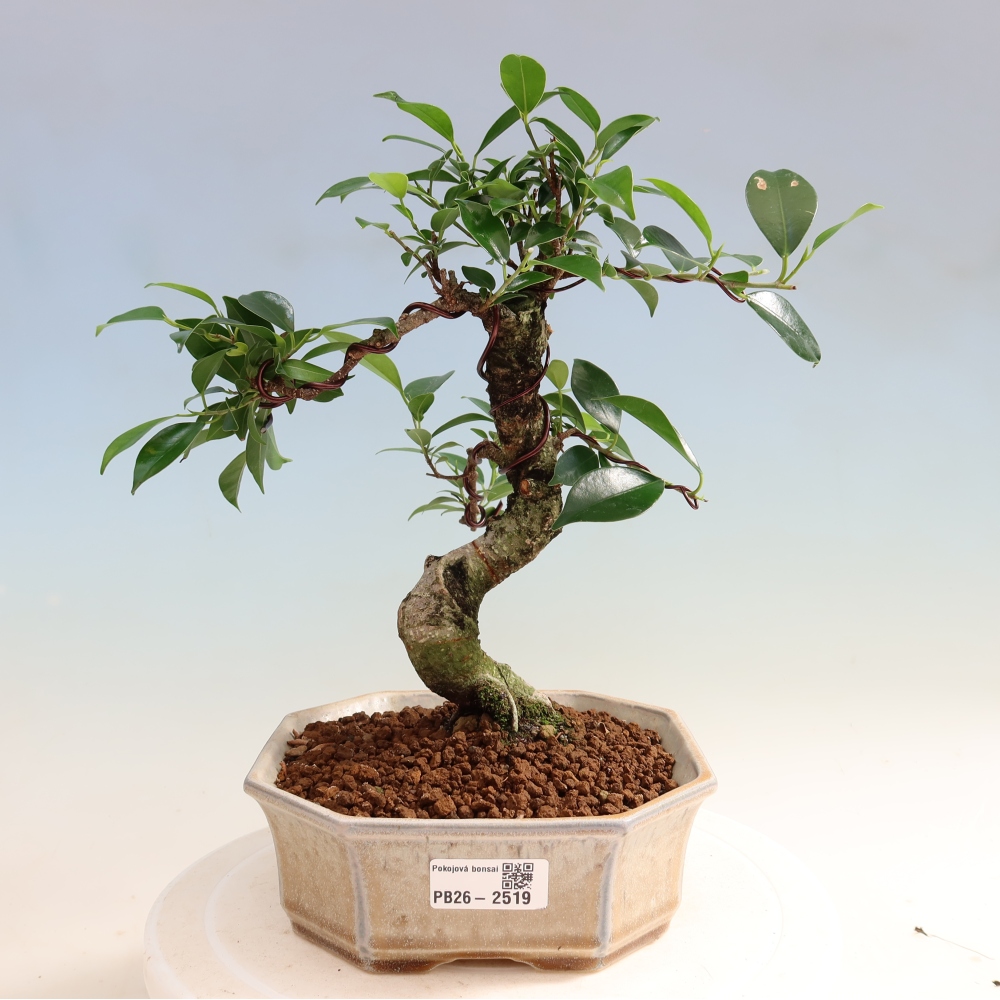 Salle bonsaï - Ficus retusa - ficus à petites feuilles