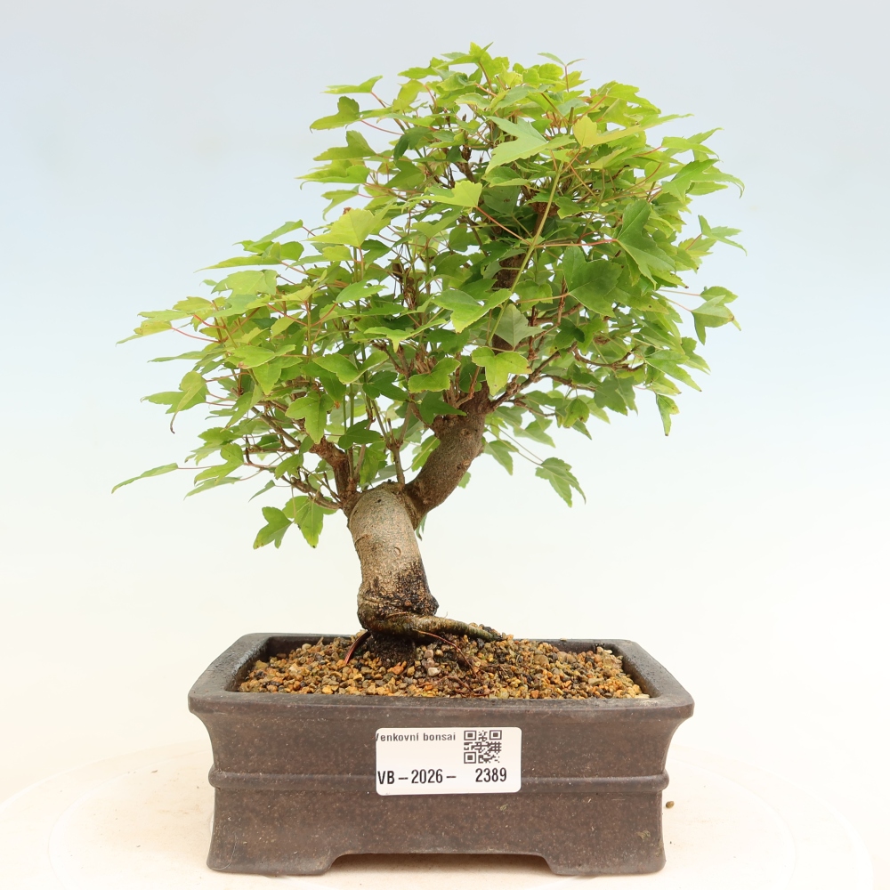Bonsaï d'extérieur - Maple Burger - Acer Burgerianum