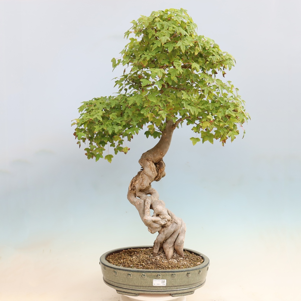 Bonsaï d'extérieur - Acer Buergerianum - Burger Maple