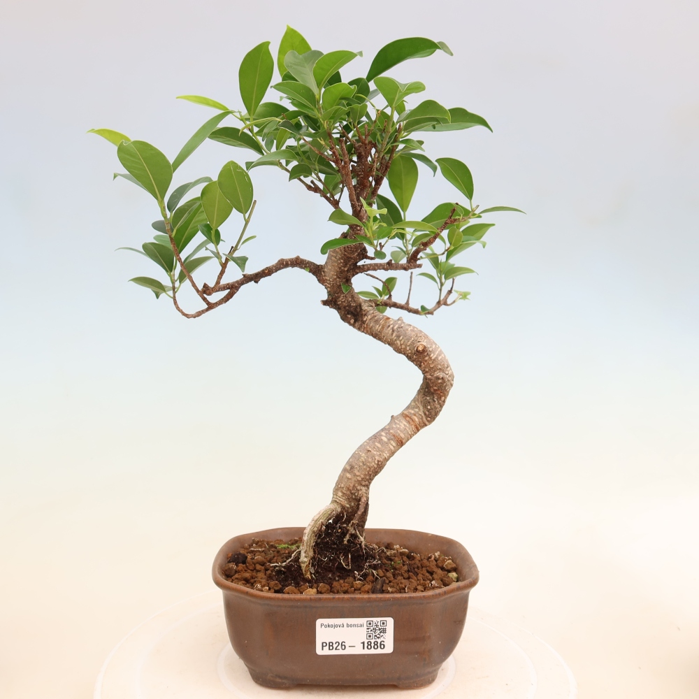 Salle bonsaï - Ficus retusa - ficus à petites feuilles
