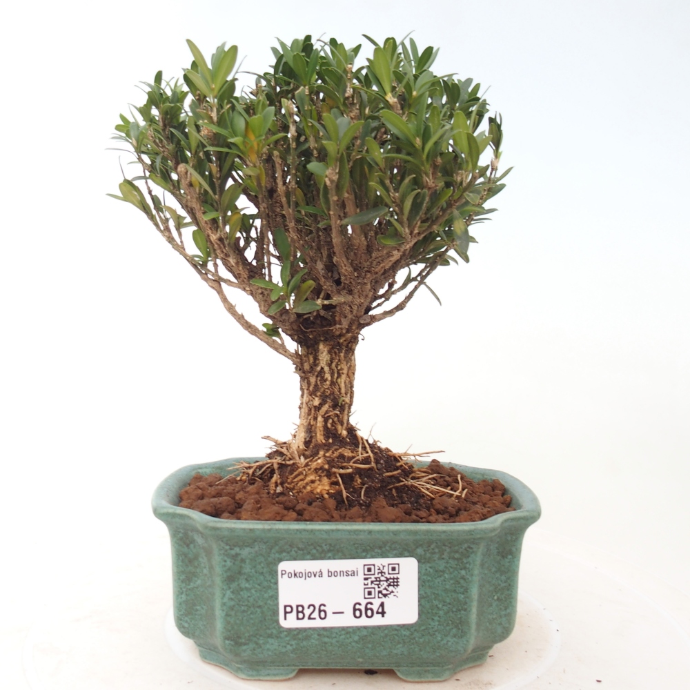 Bonsaï de chambre - Buxus harlandii - buxus liège