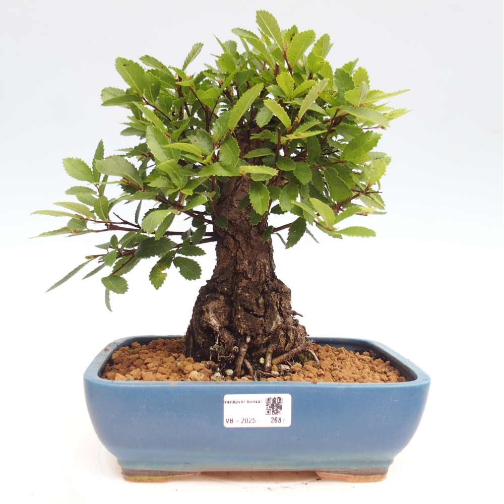Bonsaï d'extérieur - Zelkova - Zelkova NIRE