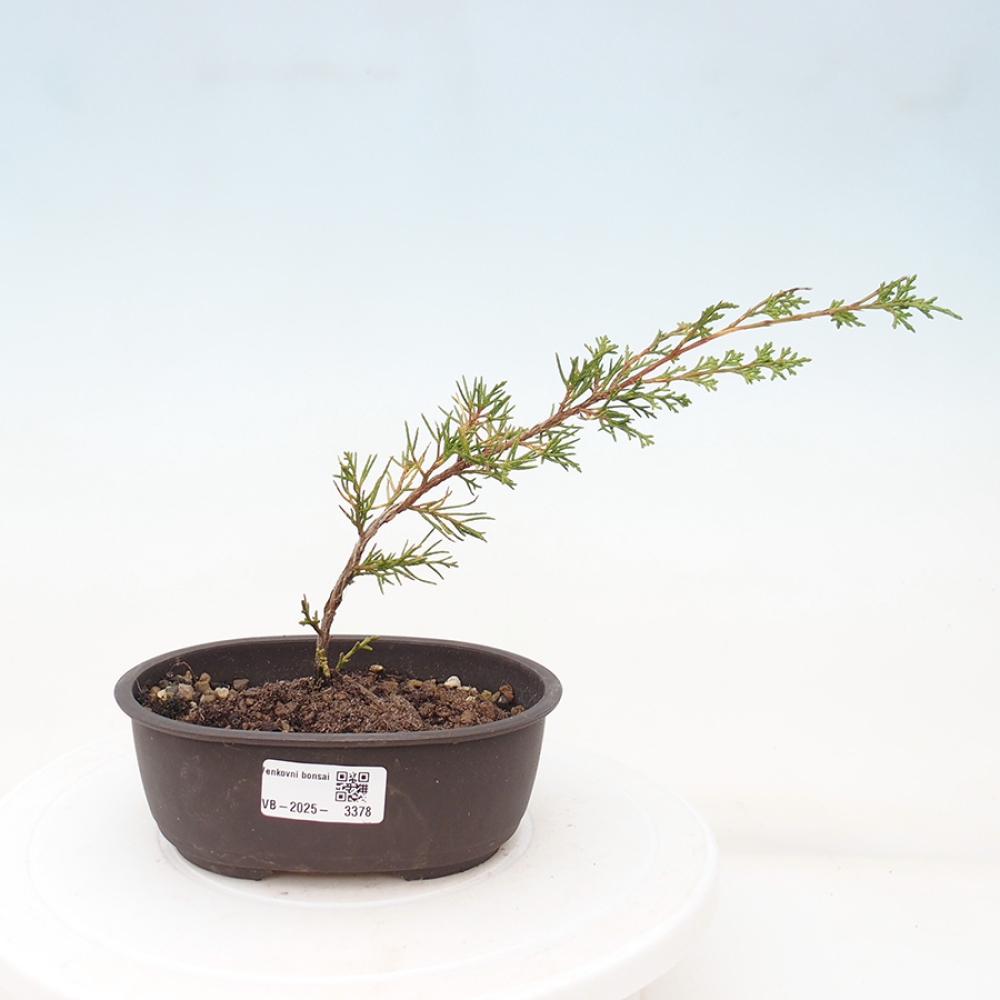 Bonsaï d'extérieur - Juniperus chinensis Itoigawa