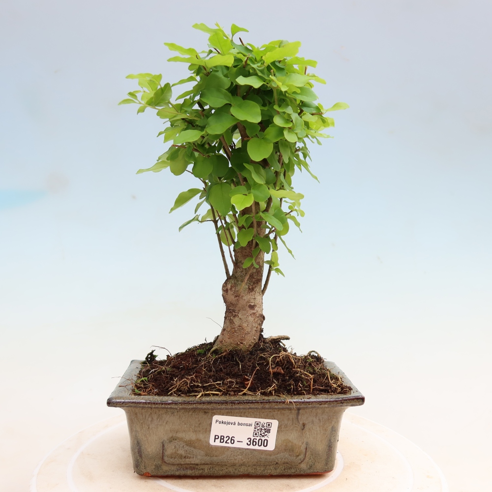Bonsaï de chambre -Ligustrum chinensis - Bec d'oiseau