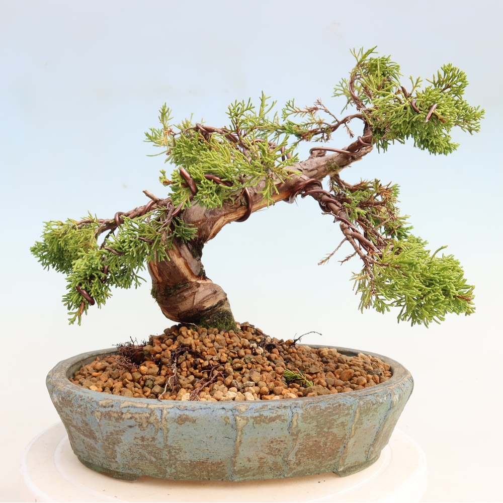 Bonsaï d'extérieur - Juniperus chinensis Itoigawa-Juniperus chinensis