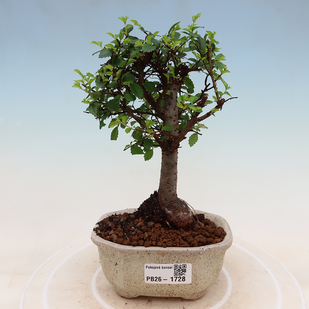 Bonsaï de chambre - Ulmus parvifolia - Orme à petites feuilles