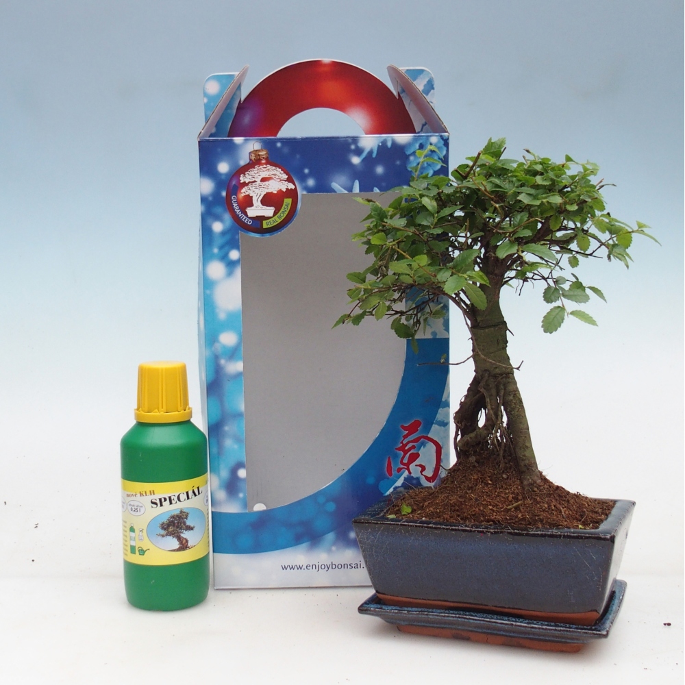 Ulmus parvifolia - Orme de Chine