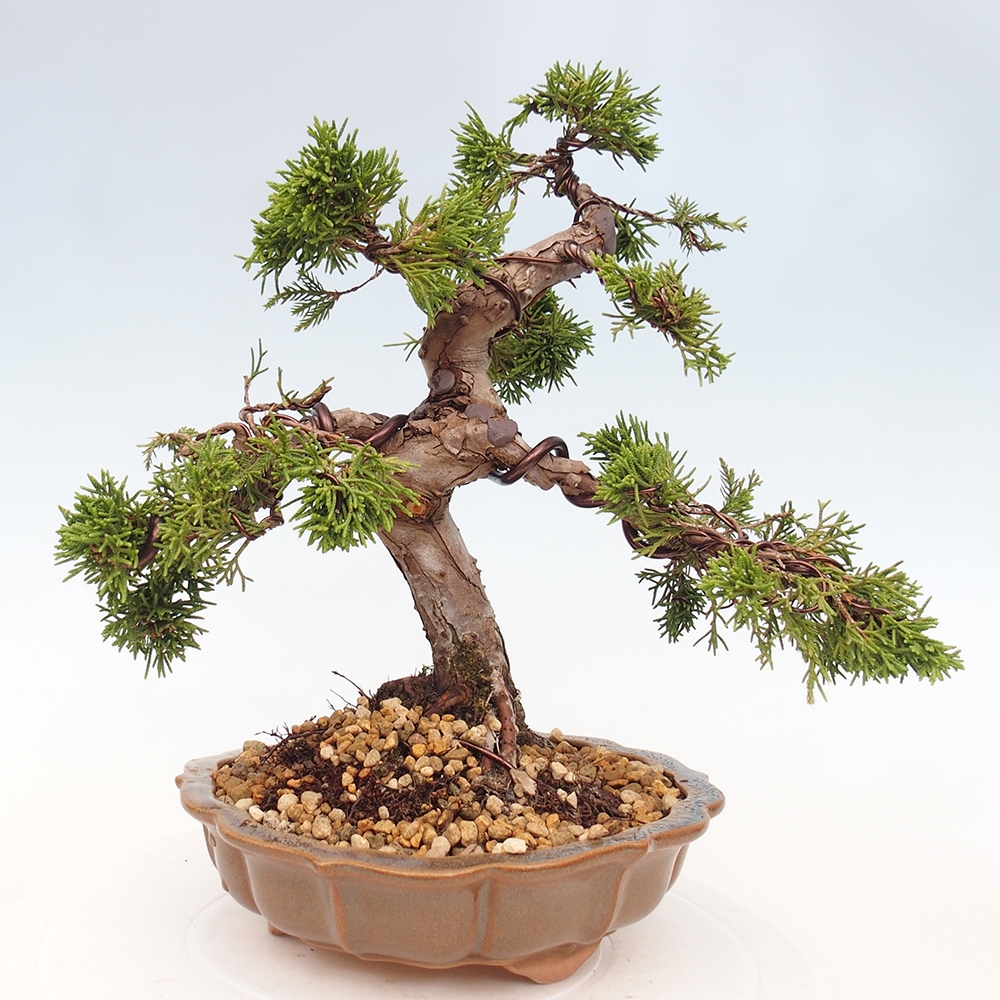 Bonsaï d'extérieur - Juniperus chinensis Itoigawa