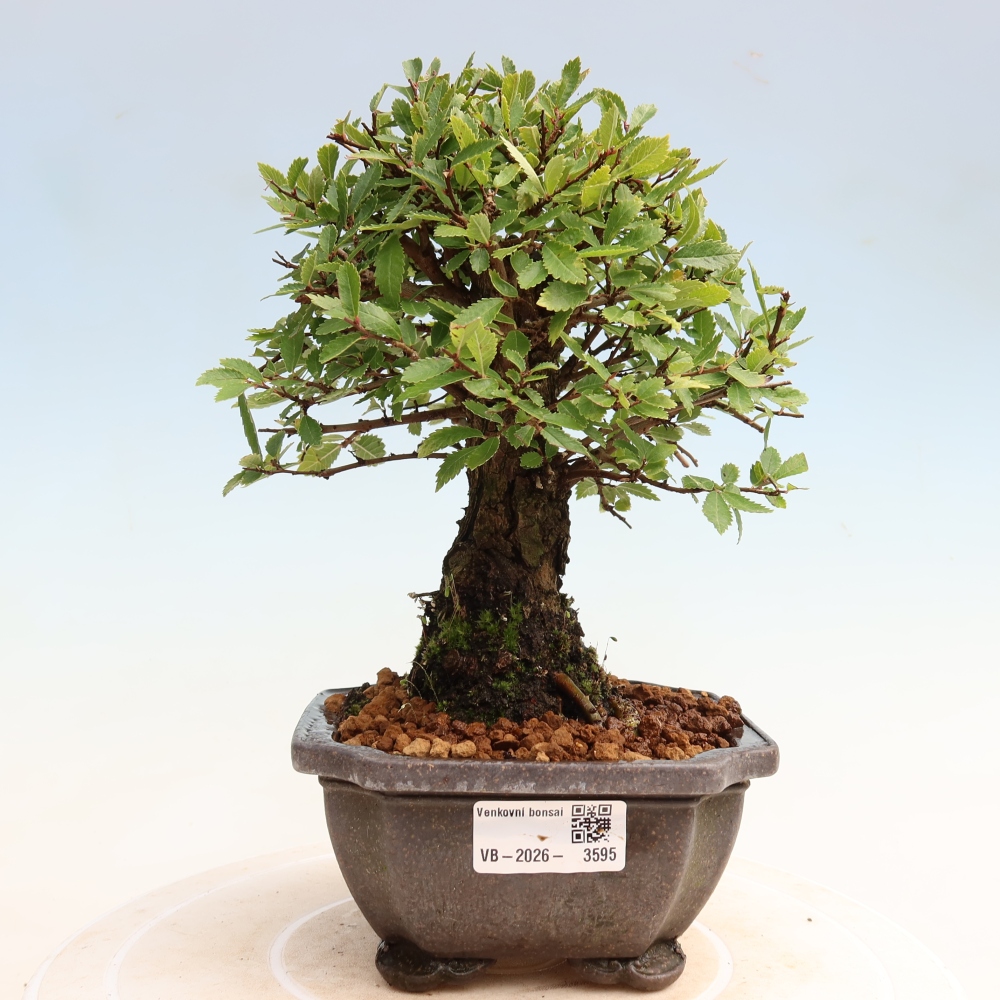 Bonsaï d'extérieur - Zelkova - Zelkova NIRE
