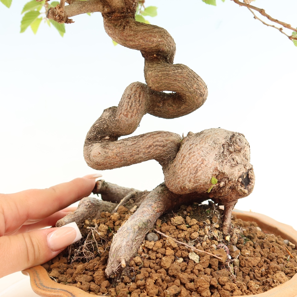 Bonsaï d'extérieur -Carpinus Coreana - Charme de Corée