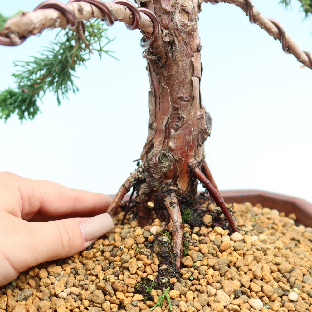 Bonsaï d'extérieur - Juniperus chinensis Kishu