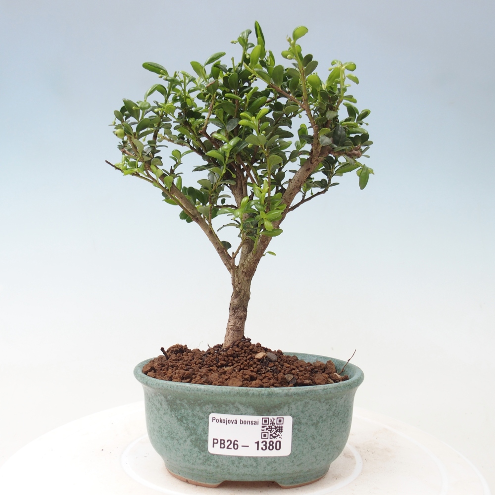 Bonsaï de chambre - Ilex crenata - Houx