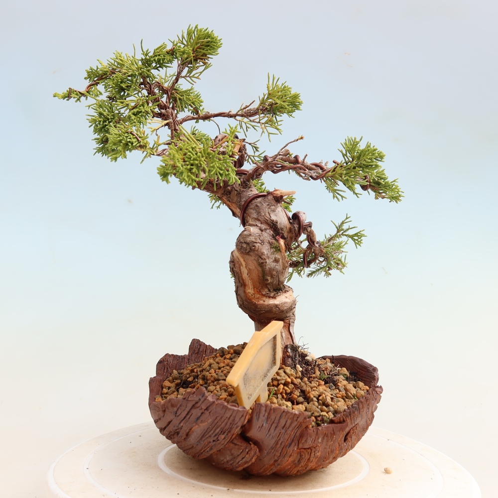 Bonsaï d'extérieur - Juniperus chinensis Itoigawa-Juniperus chinensis