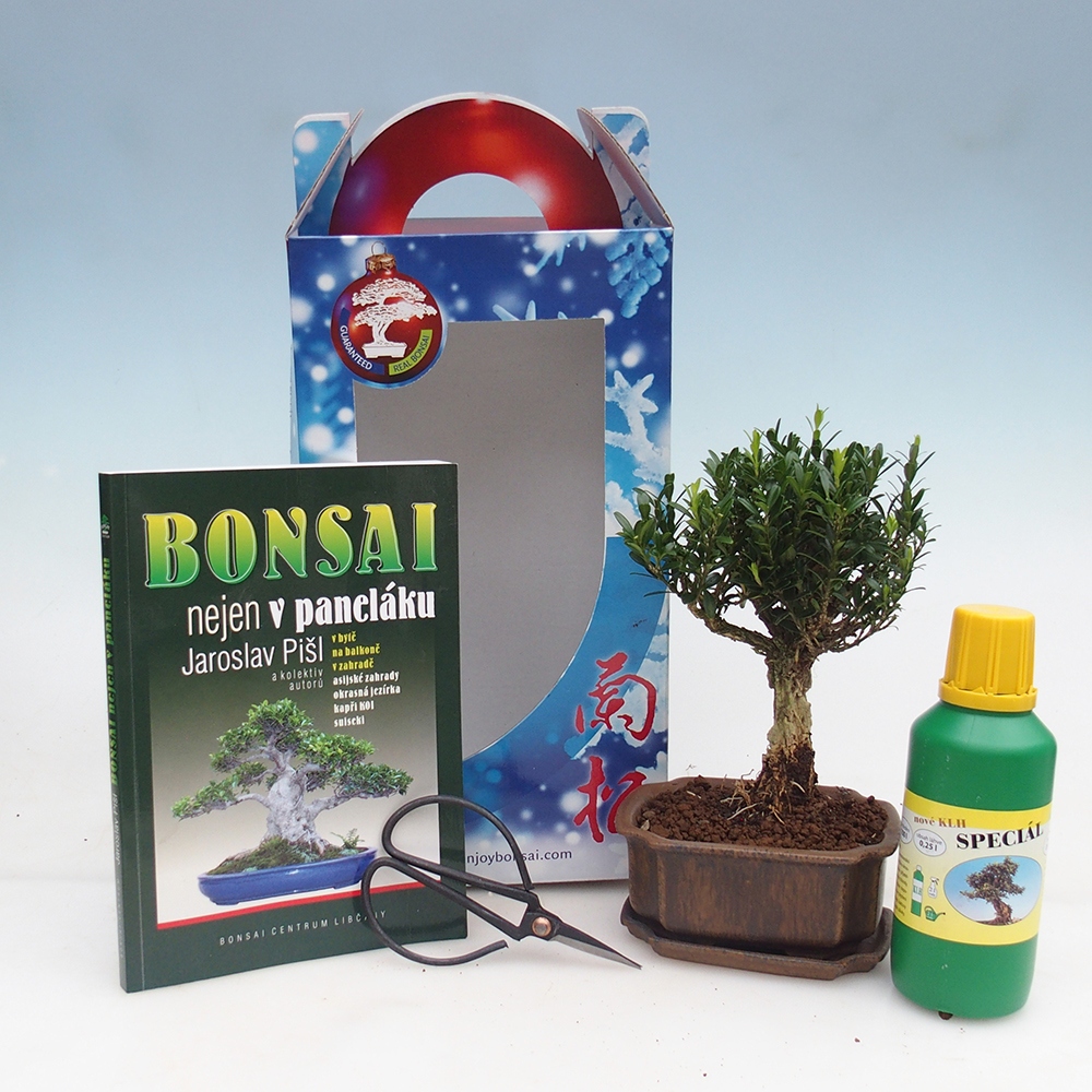 Bonsaï de chambre en boîte cadeau Buxus harlandii - buxus liège