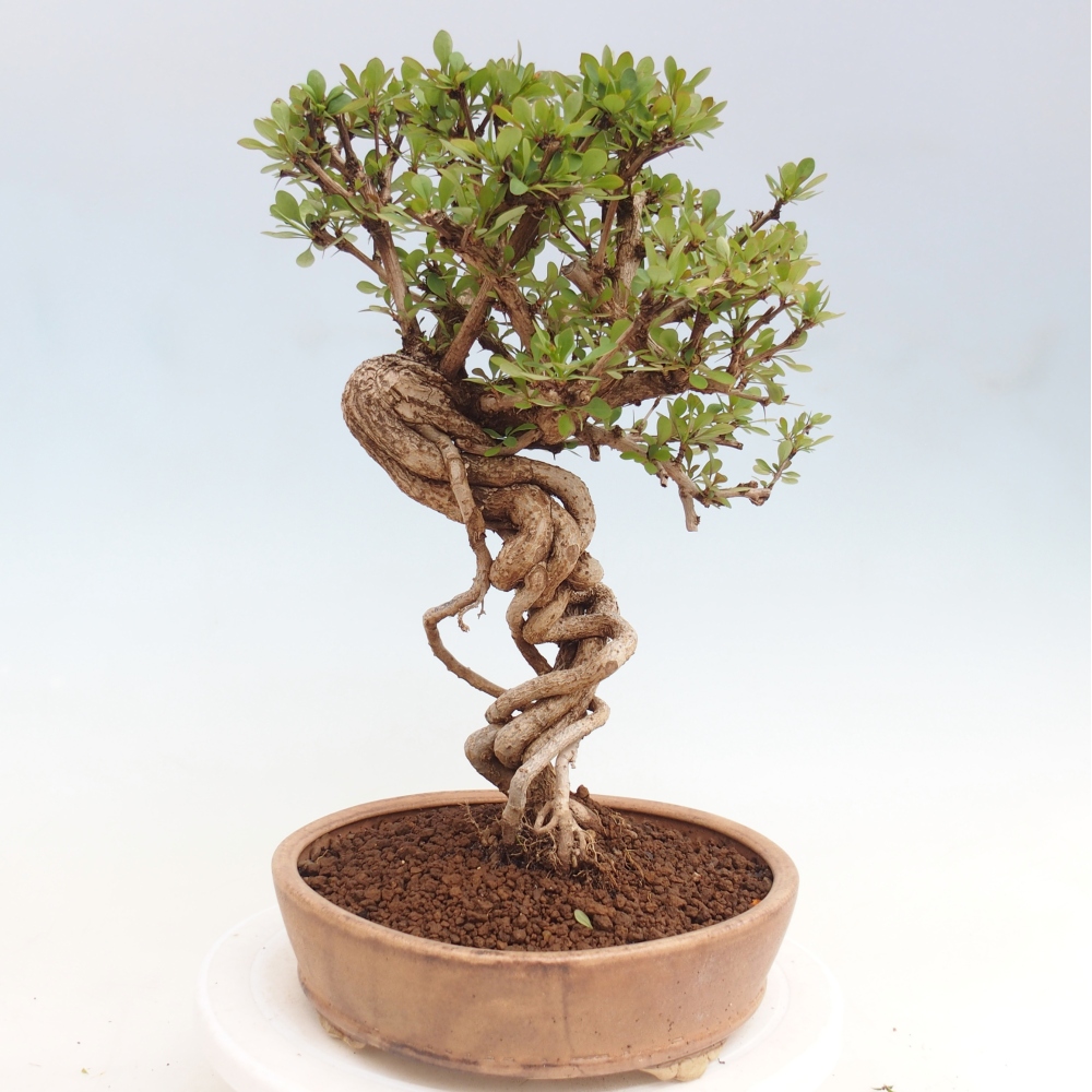 Bonsaï d'extérieur - Berberis coreana