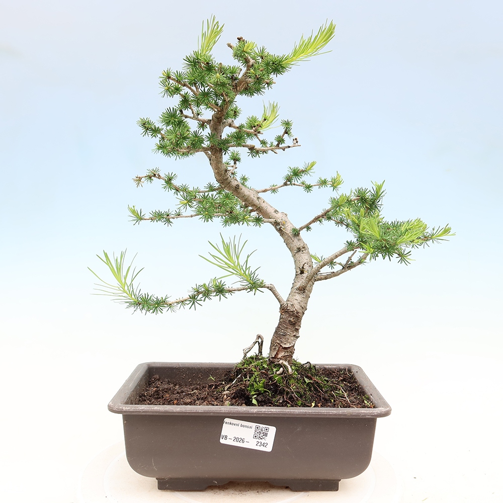 Bonsaï d'extérieur -Larix decidua - Mélèze