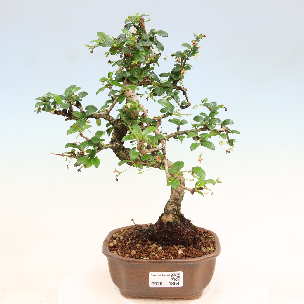 Bonsaï de chambre - Carmona macrophylla - Tea fuki