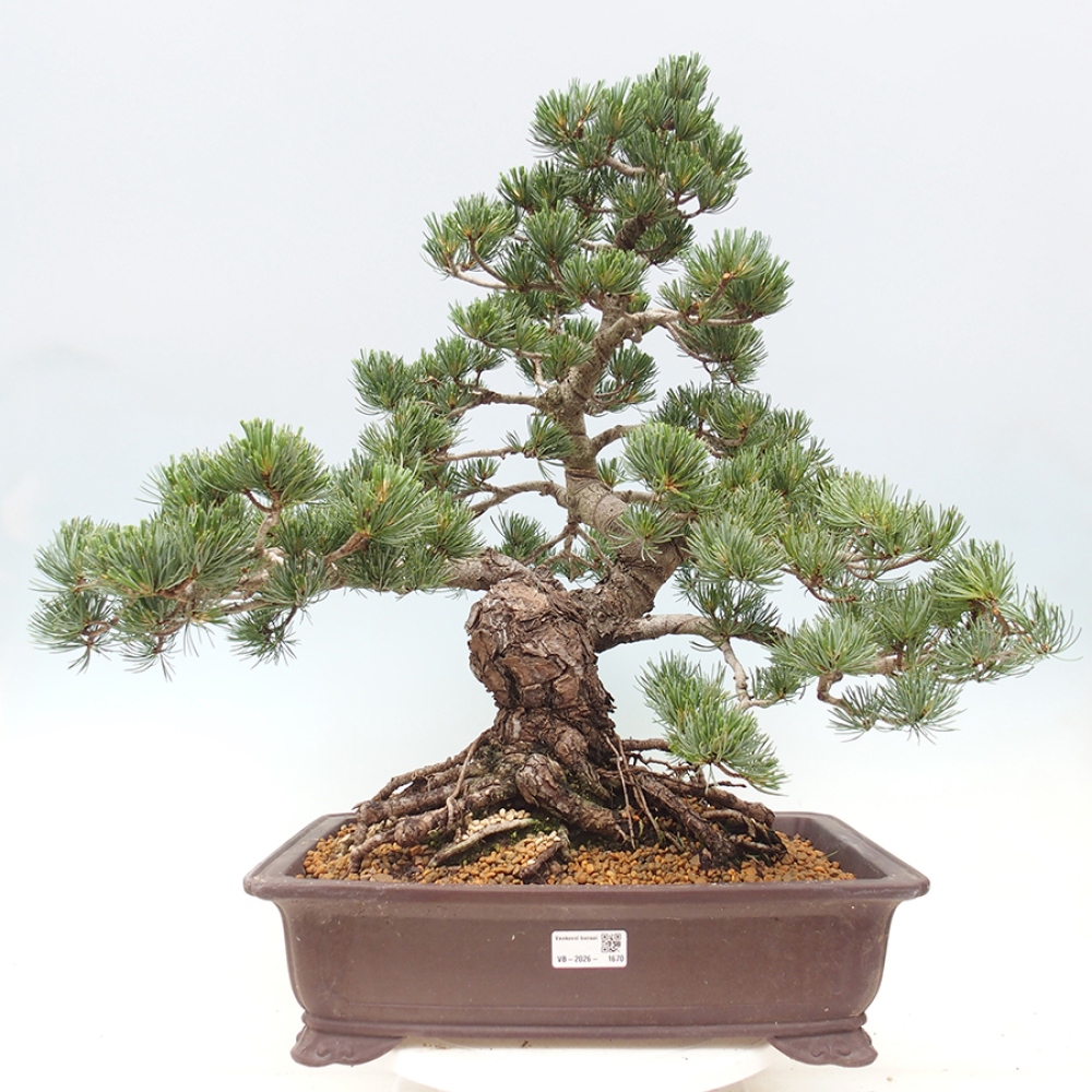 Bonsaï d'extérieur - Pinus parviflora - Pinus parviflora