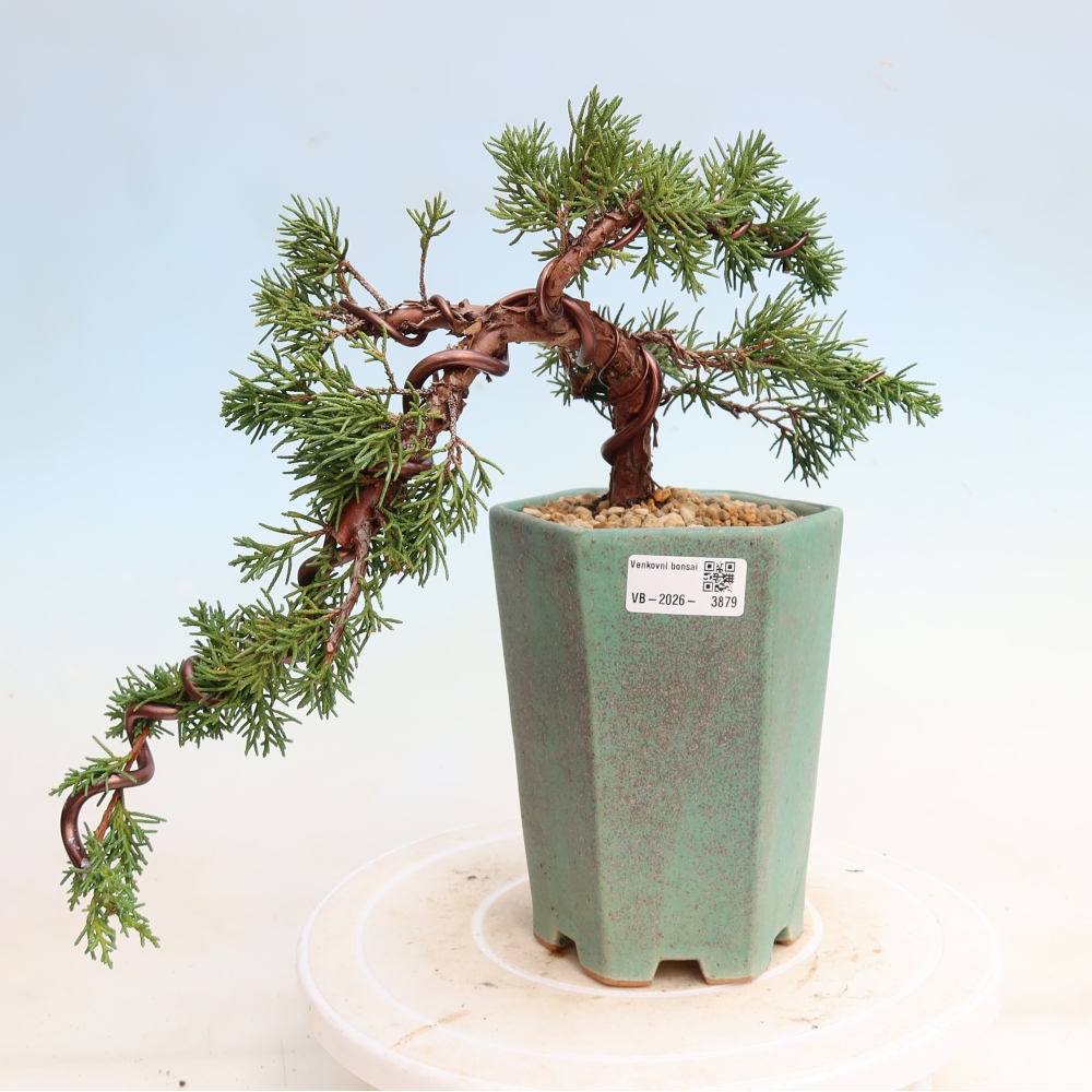 Bonsaï d'extérieur - Juniperus chinensis Kishu