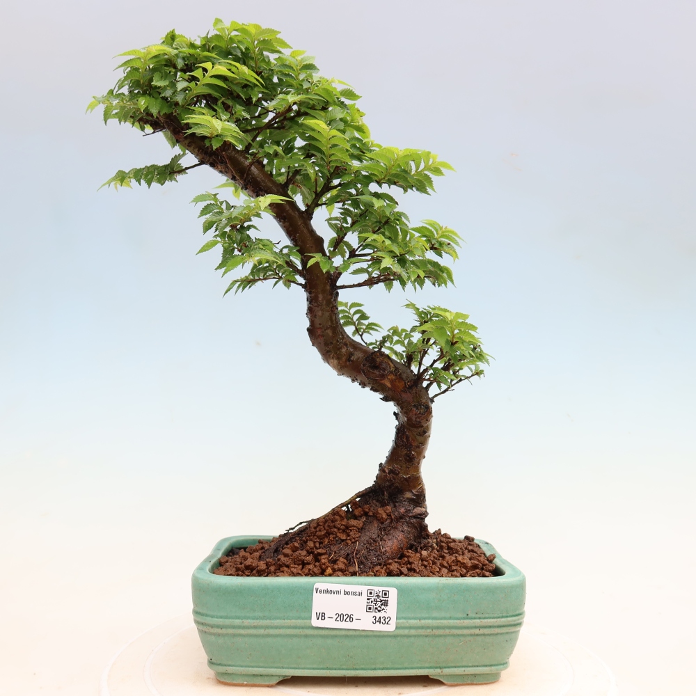 Bonsaï d'extérieur - Ulmus Jacqueline Hillier - Orme magnifique