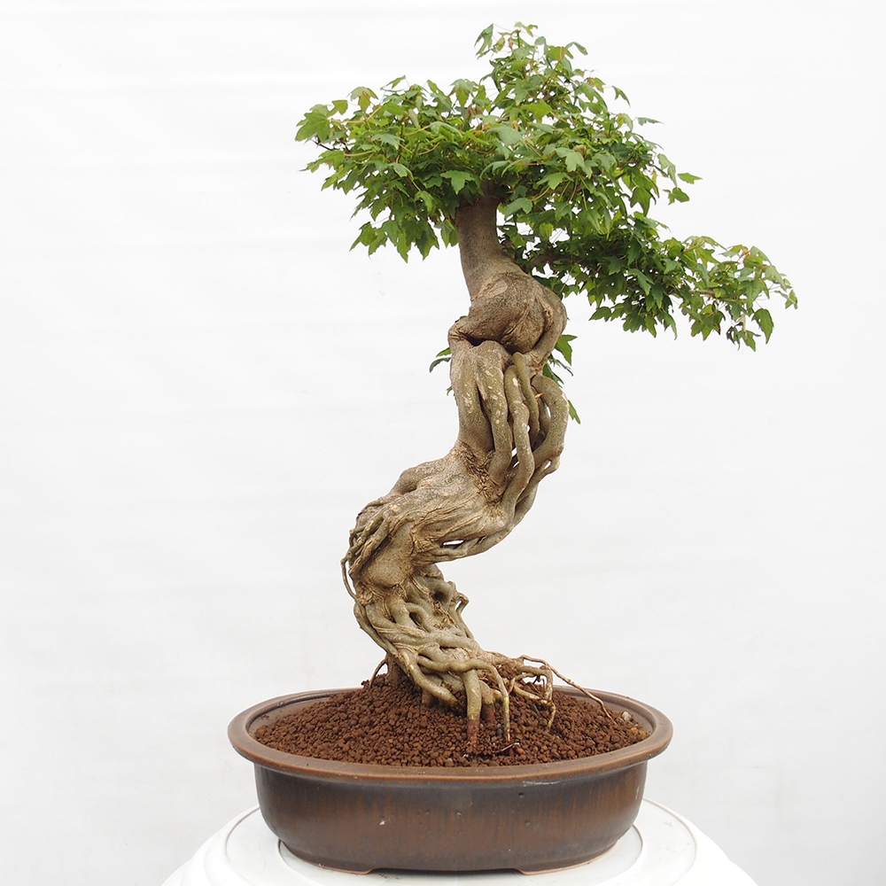 Bonsaï d'extérieur - Acer Buergerianum - Burger Maple