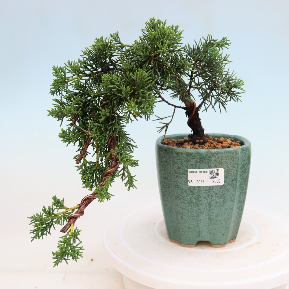 Bonsaï d'extérieur - Juniperus chinensis Kishu