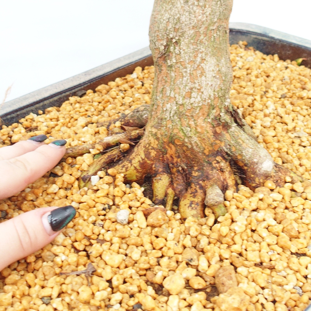 Bonsaï d'extérieur - Azalée japonaise - Azalea Saishun