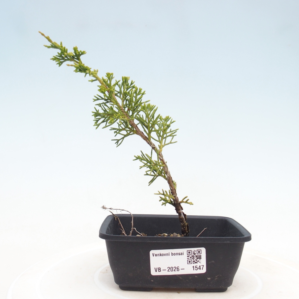 Bonsaï d'extérieur - Juniperus chinensis Itoigawa