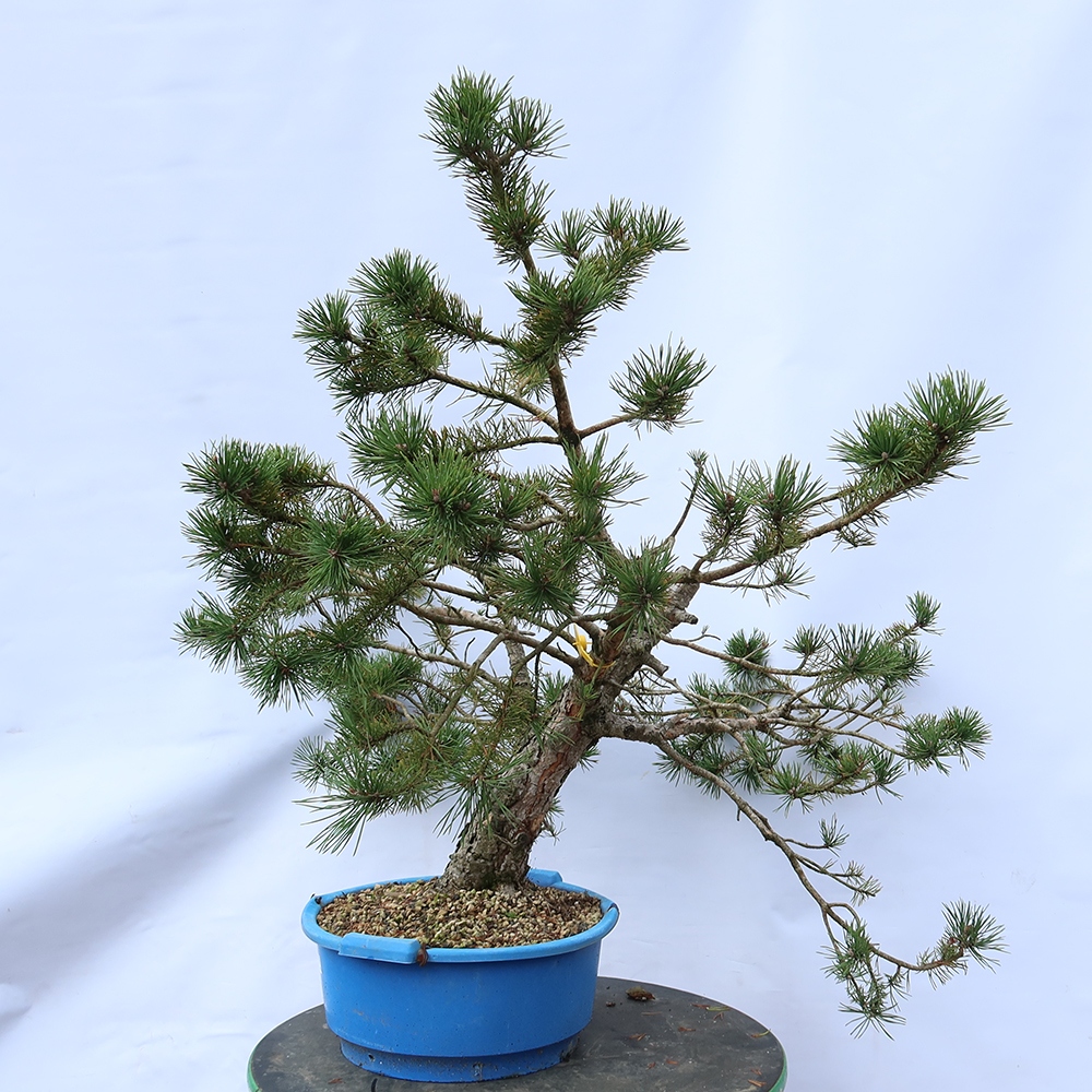 Pinus sylvestris Espagne - pin sylvestre