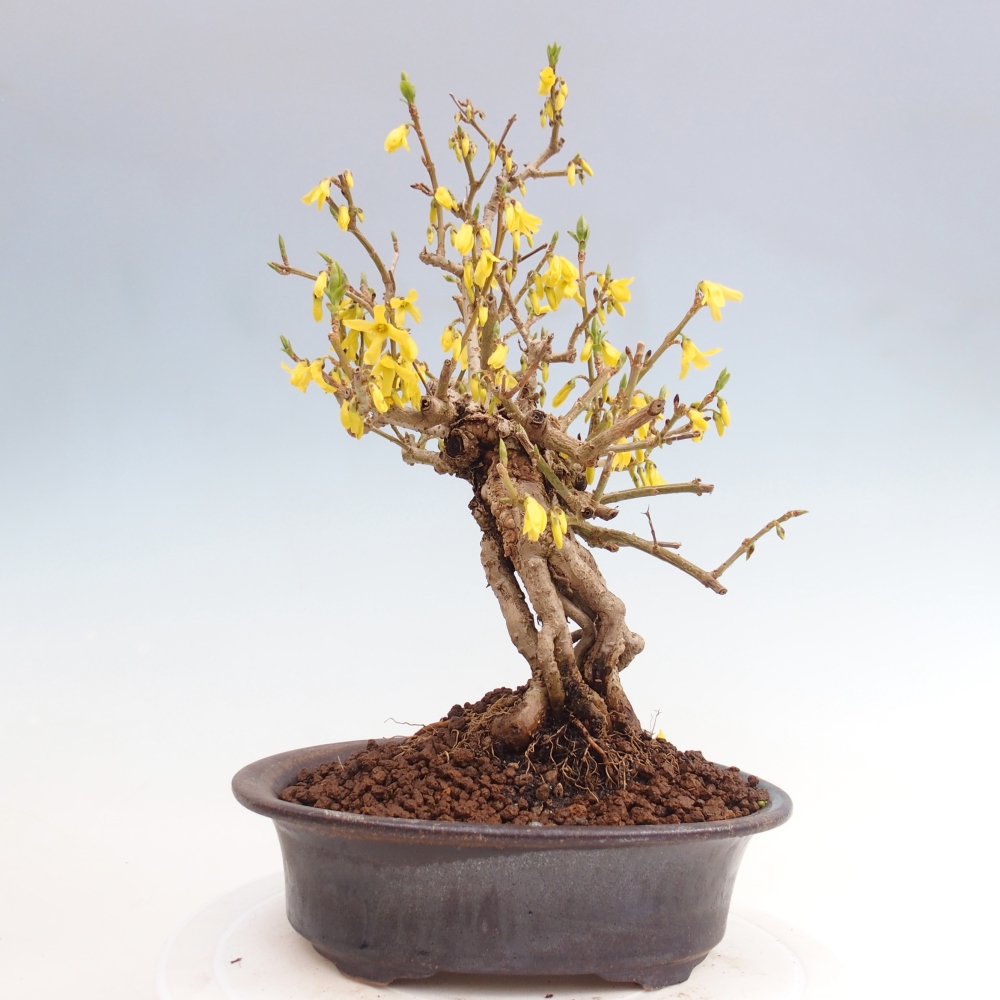 Bonsaï d'extérieur - Zlatice - Forsythia koreana