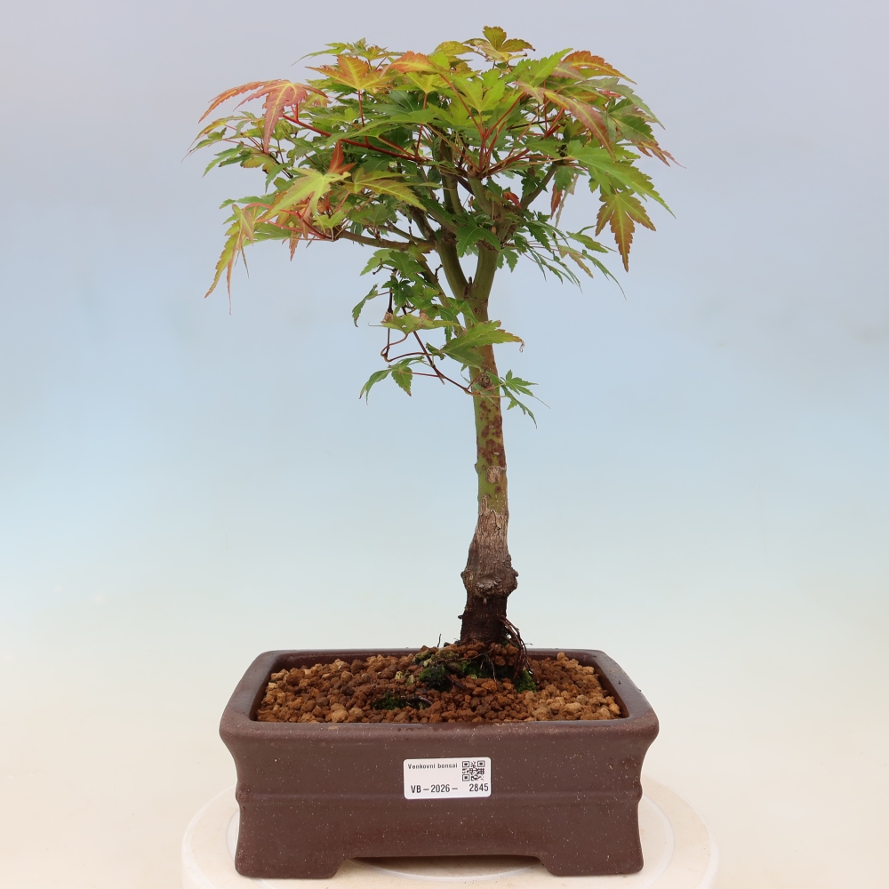 Érable de Norvège - Acer palmatum Beni Tsukasa