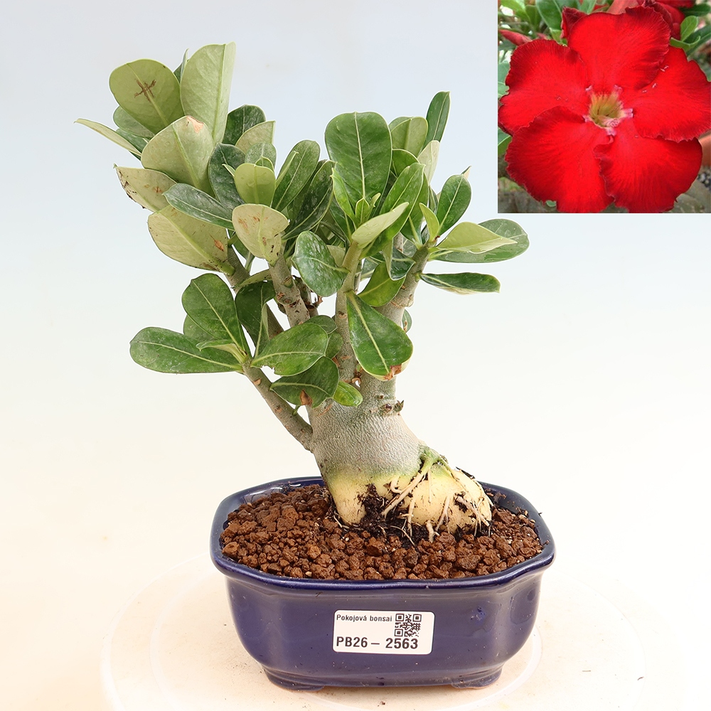 Bonsaï d'intérieur - Adenium obesum Red Star - Rose du désert