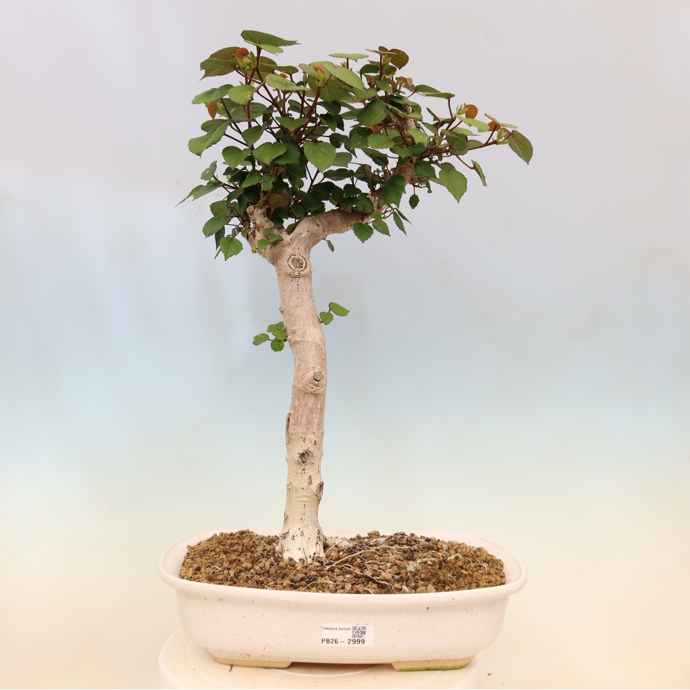 Bonsaï d'intérieur - Hibiscus tiliaceus - Hibiscus de mer