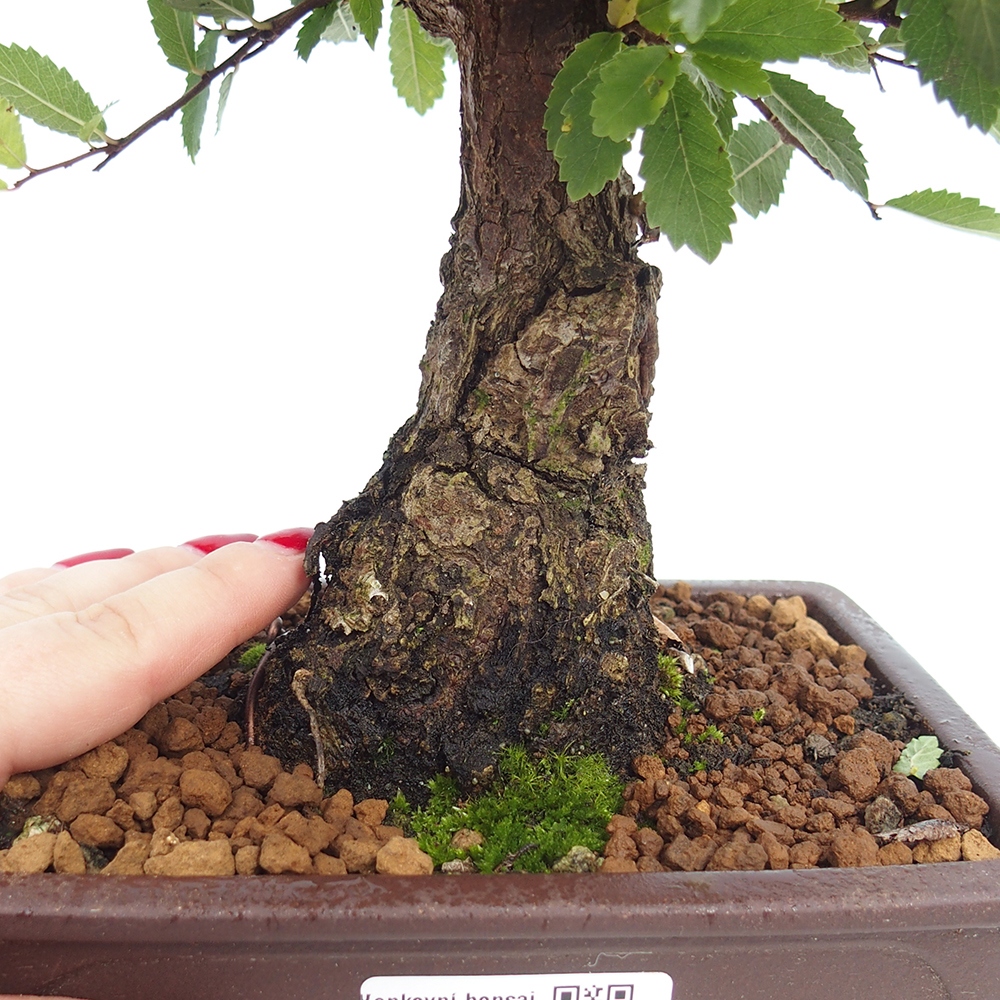 Bonsaï d'extérieur - Zelkova - Zelkova NIRE